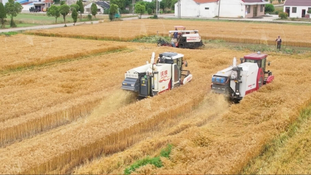 當傳統小麥遇上現代化收割 如皋農忙季不見農人忙，只聞“機”聲隆